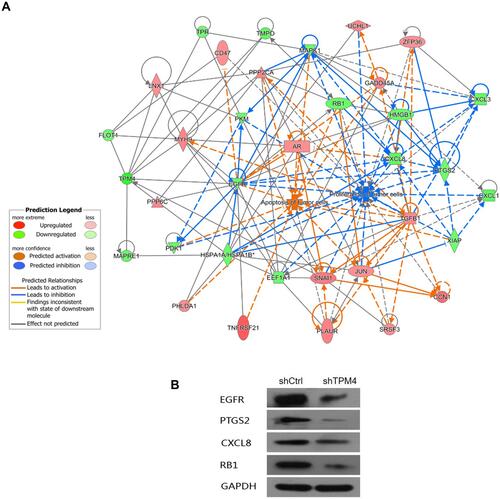 Figure 6 The molecular network of inhibition of proliferation and promotion of apoptosis caused by down-regulated TPM4. (A) The network displayed interactions genes related to cell proliferation and apoptosis that were differentially expressed in TPM4-RNAi AGS cells compared to the control group. Genes up-regulated in TPM4-RNAi AGS cells were colored in shades of red; genes in green were down-regulated. Solid and dashed lines indicate direct and indirect interactions, respectively. The regulators are colored by their predicted activation state: activated (orange) or inhibited (blue). Pointed arrowheads represent that the downstream node was expected to be activated if the upstream node connected to it was activated, while blunt arrowheads demonstrate that the downstream node is expected to be inhibited if the upstream node that connects to it is activated; and the grey lines indicate no predicted effects. (B) The expression of down-regulated genes was confirmed by Western blot, including EGFR, PTGS2, CXCL8, and RB1. GAPDH served as an internal control.