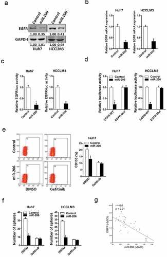 Figure 5. EGFR was a direct target of miR-206 in liver CSCs