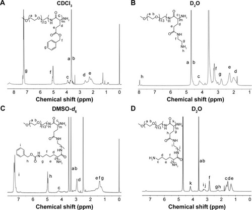 Figure 3 1H NMR spectra of block copolymer PEG-b-(PELG-g-PLL) and its intermediates.Notes: (A) PEG-b-PBLG in CDCl3; (B) PEG-b-PELG in D2O; (C) PEG-b-(PELG-g-PZLL) in DMSO-d6; (D) PEG-b-(PELG-g-PLL) in D2O. Peak labels (a–k) in each spectrum correspond to the labels (a–k) in the inserted structural formula.Abbreviations: 1H NMR, 1H-nuclear magnetic resonance; PEG-b-PBLG, poly(ethylene glycol)-b-poly(γ-benzyl l-glutamate); PEG-b-PELG, poly(ethylene glycol)-b-poly(ethylenediamine l-glutamate); PEG-b-(PELG-g-PZLL), poly(ethylene glycol)-b-(poly(ethylenediamine l-glutamate)-g-poly(ε-benzyoxycarbonyl-l-lysine)); PEG-b-(PELG-g-PLL), poly(ethylene glycol)-b-(poly(ethylenediamine l-glutamate)-g-poly(l-lysine)); DMSO, dimethylsulfoxide.