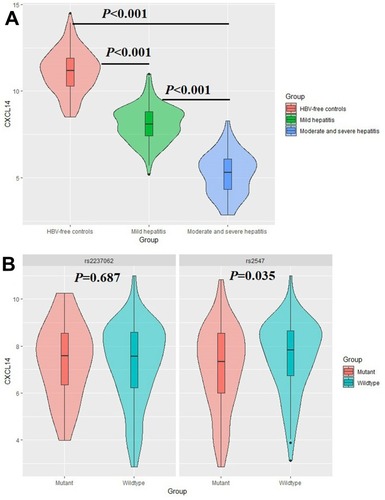 Figure 2 Comparison on serum CXCL14 level by groups (A) and rs2237062 and rs2547 genotypes (B). (A) CXCL14 protein level is higher in HBV-free controls, and it decreases in patients with moderate and severe hepatitis; (B) CXCL14 protein level is significantly lower in carriers of rs2547 GA+AA genotype.