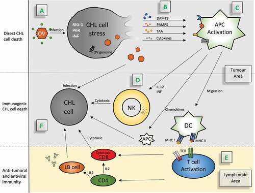 Figure 1. Mechanisms of action of oncolytic viruses as indicators of anti-tumoral activity in Hodgkin lymphoma