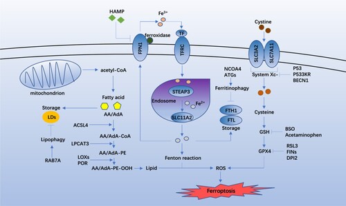 Figure 2. Core regulators of the molecular mechanisms and signaling pathways of ferroptosis.
