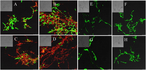 Figure 3. Confocal laser scanning micrographs of Fon conidia and mycelia treated with the CFS from B. amyloliquefaciens LZN01 and LB medium: CFS from B. amyloliquefaciens LZN01 for 12 h (A), 24 h (B), 36 h (C) and 48 h (D) vs. CFS from LB medium for 12 h (E), 24 h (F), 36 h (G) and 48 h (H).