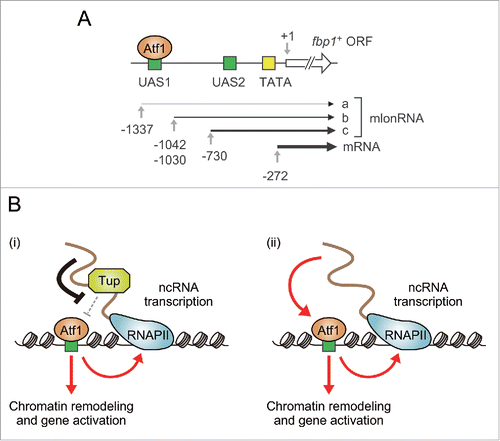 Figure 1. Regulation of TF binding by promoter-associated ncRNAs in fission yeast. (A) Schematic diagram of the fbp1+ locus. Each number represents a location relative to the start site of the fbp1+ open reading frame. UAS1 and UAS2 are cis-acting elements involved in transcriptional activation of fbp1+.Citation16 (B) Models for how promoter-associated ncRNAs (including mlonRNAs) enhance Atf1 binding. (i) Groucho/Tup1-like corepressors Tup11 and Tup12 (represented by “Tup” in the figure for simplification) repress Atf1-DNA association, and this inhibition is locally attenuated by ncRNAs transcribed near Atf1-binding sites. (ii) ncRNAs can also facilitate Atf1 binding independently of Tup11/12.