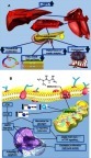 Figure 2 Overview of the indirect (A) and direct (B) molecular mechanism of metformin.