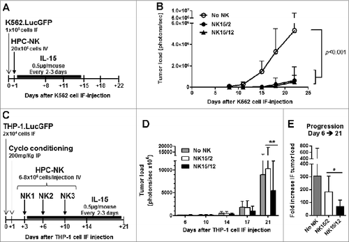 Figure 6. Infusion of NK15/12 cell products improves anti-leukemic response in THP1-bearing NSG mice. (A, B) In vivo antileukemic potential of a single infusion of NK15/2 versus NK15/12 cells was compared in adult NSG mice injected in the right femur with K562.LucGFP cells. (A) Experimental study design in K562-bearing mice, and (B) tumor load over time (mean ± SD, n=6 per group, 2-way ANOVA). (C-E) Effect of multiple NK cell infusions in cyclophosphamide-conditioned mice. Data from one experiment in which HPC-NK cells were generated using SCGM and selected for partial KIR/ligand mismatch (UCB HLA type: Bw4, C1/C2, THP-1 HLA type: Bw6, C1/C1) are shown (n=8–9 per group). (C) Experimental study design. (D) Tumor load progression overview. Mean ± SD, 2-way ANOVA with repeated measures. (E) Fold increase in tumor load between day 6 and day 21. Mean ± SD, one-way ANOVA. *P < 0.05, **P < 0.01.