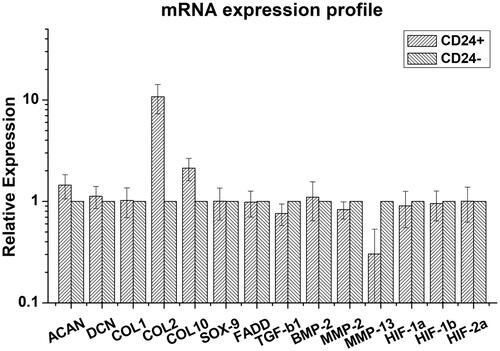 Figure 3. CD24+ NP cells expressed significantly higher levels of ACAN (p < .05), COL2 (p < .001) and COL10 (p < .05), but significantly lower level of MMP-2 (p < .05), MMP-13 (p < .05) and TGF-β1 (p < .05) relative to those of CD24– NP cells. Otherwise, expression levels of DCN, COL1, SOX9, FADD, HIF-1α, –1β and –2α were similar in two groups of cells.