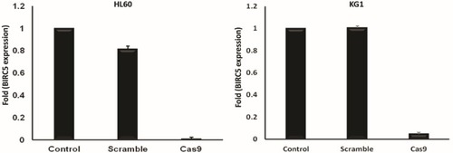 Figure 3 BIRC5 expression was quantitatively evaluated via RT-qPCR 48 h after cotransfection using sgRNAa, sgRNAb, sgRNAc and Cas9 vectors. Relative expression values were normalized assigning the value of the cells in control groups to 1.0. Error bars represent mean ± s.d. of biological replicates from one experiment (P<0.0001).