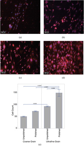 Figure 3. Fluorescent images of mouse preosteoblasts after 72 h for (a) CG-Ti unpolished, (b) CG-Ti polished, (c) UG-Ti unpolished, and (d) UG-Ti polished. Mean cell counts (e) for all four states, with p-values for significant pairwise comparisons shown.