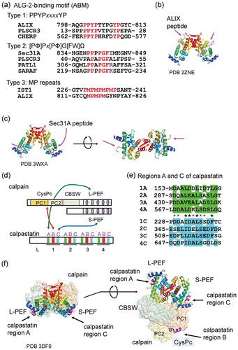 Figure 3. PEF-binding motifs and 3D structures.(a) Three types of Pro-rich ALG-2-binding motifs (ABMs). Residues conserved among the identified ALG-2-interacting proteins in each type of ABM are indicated in red, and residues compatible with the type 2 motif at the Ω position are indicated in violet. [PΦ], Pro or hydrophobic; [FW], Phe or Trp; Ω, large side chain; x, variable. (b) Overall 3D structure of the complex between ALG-2 (homodimer) and ALIX peptides (indicated by magenta arrows) is shown by a cartoon in rainbow colors (from blue in the N-terminal region to red in the C-terminal region) using the 3D presentation software PyMOL and Protein Data Bank (PDB) code 2ZNE. (c) Overall 3D structure of the complex between ALG-2 and Sec31A peptides. PDB code 3WXA. A side view (left panel) and a 90°-rotated bottom view (right panel). (d) Schematic representation of a three-binding-site model of calpain inhibition by calpastatin. Among the three conserved regions of the four repeated domains of calpastatin, region B binds the protease domain and inhibits the proteolytic activity of calpain. Regions A and C bind the PEF domains of the large subunit (L-PEF) and the small subunit (S-PEF), respectively. (e) Amino acid sequences of regions A and C of human calpastatin. Conserved (identical or similar) residues are highlighted in light green for region A and in cyan for region C. Conserved residues between the two regions are marked with asterisks, where high conservation is indicated by bold face. (f) Overall 3D structure of the complex between rat m-calpain and calpastatin domain 1 (PDB code 3DF0). The PEF domains and the calpastatin peptide are shown by cartoon models in rainbow colors and in magenta, respectively. Other calpain domains are shown by surface representation in pale colors.