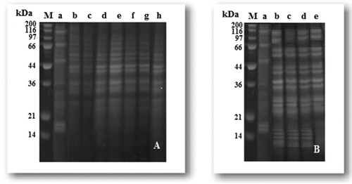 Figure 1. Protein banding pattern of P. aphanidermatum and F. oxysporum isolates separated in a 12% SDS-PAGE. (A) Proteins bands of P. aphanidermatum isolated from infected ginger rhizomes [M: marker; Lanes: a: healthy ginger rhizomes, b–h: P. aphanidermatum isolates (Pa1–Pa7)]; and (B) Proteins bands of F. oxysporum isolates [M: marker; Lanes: a: healthy ginger rhizomes, b–e: F. oxysporum isolates (Fo1–Fo4)]. Molecular weight of standard protein is indicated on left margin.