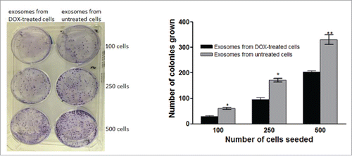 Figure 6. Effect of exosomes isolated from doxorubicin-treated cells on the colony-forming ability of breast cancer (MCF7) cells. Exosomes were isolated from doxorubicin treated or control cells and were added to cells plated in 6-well plate and the cells were kept for 14 days till colony formation. Each point is the mean ± SEM of 3 separate experiments. Significance of difference from cells treated with exosomes from control cells is described as * P < 0.05; ** P < 0.01: *** P < 0.001