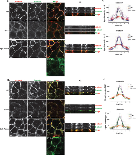 Figure 2. Lgl1 and Scrib regulate α- and β-catenin localization at AJs. (a) and (b) A549 tet-shLgl1 without (Ctrl) and with Dox (Lgl1KD) and A549 tet-shLgl1-Neon-Lgl1 with Dox (Lgl1-rescue), A549 tet-shscrib without (Ctrl) and with Dox (ScribKD), and A549 tet-shScrib-GFP-Scrib with Dox (Scrib-rescue) cell lines were fixed and immunostained for α- and β-catenin. Left, representative images from Z-stack of α- and β-catenin from the apical side, scale bar, 10 µm. Right, Z-stack constructed from serial optical sections along apico-basal axis. Scale bar, 5 µm. (c) and (d) fluorescence intensity of endogenous α- and β-catenin measured at AJs in the indicated cell lines as described in Figure 1. Results are mean ± SD, for n = 60 for α- and β-catenin in all Lgl1 cell lines. In Scrib cell lines, results are mean ± SD, for α-catenin n = 60 and for β-catenin n = 35–60. A.U.: arbitrary units.