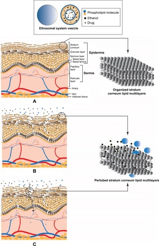 Figure 5 Proposed mechanism for permeation of molecules from ethosomal system through the skin.Notes: (A) Normal skin; (B) Skin-lipid perturbation by ethanol effects; (C) Penetration of the soft malleable ethosomal system vesicles.