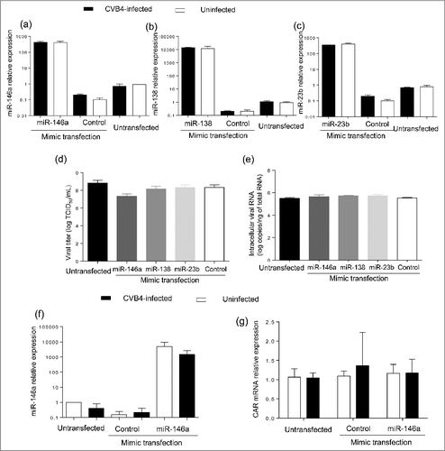 Figure 6. Impact of miRNA mimic transfection on virus replication and CAR mRNA expression in Panc-1 cells. Panc-1 cells were transfected with miR-146a, miR-138 and miR-23b mimics at 20nM, and then infected with with CVB4 at MOI of 1, 24h after transfection. Levels of MiRNAs were quantified in cells (a-c). Viral titers in supernatants (d) and intracellular viral RNA levels (e) were determined at 48h post infection. MiR-146a mimic was transfected in Panc-1 cells at 50 nM, which were subsequently inoculated with CVB4 at MOI of 0.01. The expression of miR-146a (f) and CAR mRNA (g) was assessed in cells. Results are mean+/−SD of 3 independent experiments.