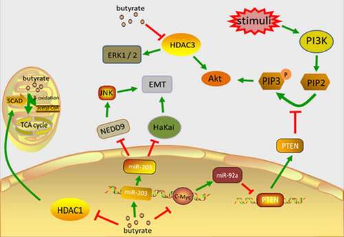 Figure 1. The main mechanism of butyrate inhibiting the occurrence and development of CRC. Butyrate directly enters the cell nucleus to inhibit HDAC1, reduces SCAD level, and reduces the self-oxidation of butyrate in carcinoma cells. Butyrate accumulates in cancer cells and inhibits their proliferation. Butyrate can block the activation of HDAC3, leading to decreased phosphorylation of Akt1 and erk1/2, thereby inhibiting cell motility and ultimately CRC cell migration and invasion. Butyric acid regulates the expression of c-Myc, inhibits the transcription of miR-92a, increases the expression of PTEN, and therefore antagonizes the effect of PI3K, thereby reducing the proliferation of colon cancer cells and stimulating apoptosis. Butyrate upregulates miR-203 which directly targets HaKai, reducing its level and inhibiting cell proliferation