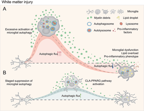 Figure 1. A schematic model for the staged regulation of the microglial autophagic-lysosomal pathway during white matter injury. (A) in severe demyelination, myelin debris are engulfed by microglia, and the large amount of lipid floods into lysosomes and interrupts the degradation system, leading to a dysfunctional and pro-inflammatory phenotype. (B) Staged suppression of over-activated autophagy orderly balances intracellular lipid metabolism and avoids the acquired lysosomal dysfunction as well as the microglial dysfunction caused by the lipid droplets accumulation.