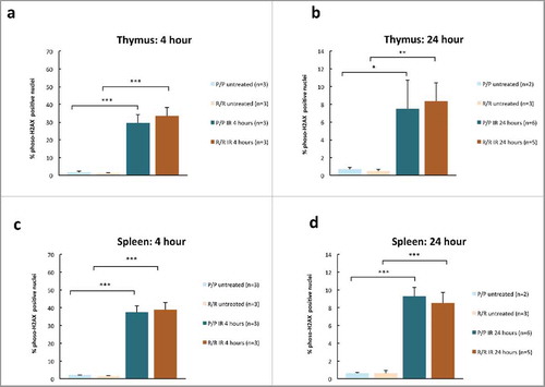 Figure 4. Percent γH2AX positive nuclei in adult p53 R72P female mice untreated or treated with 6 Gy IR at 4 hours in (A) thymus (P/P untreated mean = 1.62 ± 0.58, P/P treated mean = 29.39 ± 4.91, p = 4.33× 10−05; R/R untreated mean = 1.13 ± 0.42, R/R treated mean = 33.48 ± 4.77, p = 1.38× 10−05 (C) spleen (P/P untreated mean = 2.01 ± 0.28, P/P treated mean = 37.48 ± 3.63, p = 1.21× 10−06; R/R untreated mean = 1.58 ± 0.31, R/R treated mean = 38.95 ± 4.08, p = 7.96× 10−07); and p53 R72P male mice untreated or treated with 6.135 Gy at 24 h in (B) thymus P/P untreated mean = 0.67 ± 0.22, P/P treated mean = 7.50 ± 3.24, p = 0.02; R/R untreated mean = 0.47 ± 0.18, R/R treated mean = 8.35 ± 2.10, p = 0.004 (D) spleen (P/P untreated mean = 0.64 ± 0.07, P/P treated mean = 9.26 ± 1.03, p = 7.41× 10−07; R/R untreated mean = 0.62 ± 0.30, R/R treated mean = 8.48 ± 1.21, p = 5.98× 10−07). One-way ANOVA followed by Tukey's multiple comparisons test ± refers to standard deviation * p < 0.05, ** p <0.01, *** p <0.001.