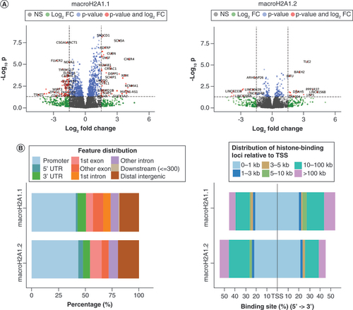 Figure 2. MacroH2A1.1 and macroH2A1.2 occupancy profiles of differentially expressed genes and their regulatory regions. (A) Volcano plots of the significant differentially expressed genes upon histone binding for macroH2A1.1 (left) and macroH2A1.2 (right). (B) Distribution of peaks in differentially expressed genes relative to the (left) gene structure and (right) distance from the nearest TSS.