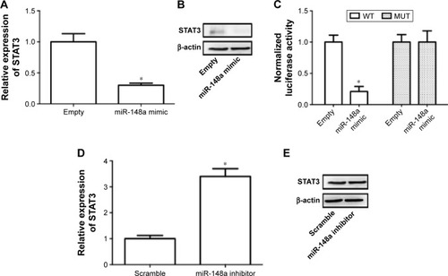 Figure 5 STAT3 was a target gene of miR-148a.