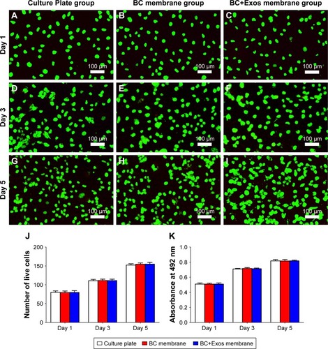 Figure 4 Biocompatibility of the BC+Exos membrane in vitro.Notes: Representative images of live/dead cell staining at Day 1 (A–C), Day 3 (D–F), and Day 5 (G–I) in the culture plate, BC membrane group, and BC+Exos membrane group. The percentage of living cells (J) and CCK-8 values (K) in each group. All data were expressed as means ± standard error of mean.Abbreviations: BC, bacterial cellulose; BC+Exos, bacterial cellulose combined with exosomes.