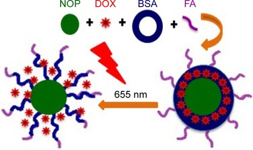 Figure 2 The scheme of this work.Abbreviations: BSA, bovine serum albumin; DOX, doxorubicin; FA, folic acid; NOP, nickel oxide nanoparticle.