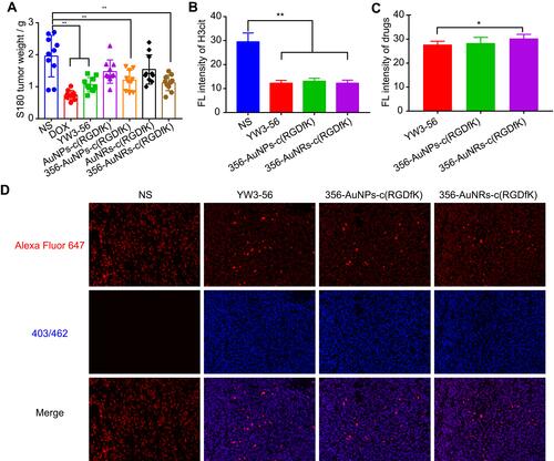 Figure 4 In vivo anti-tumor activity on S180 tumor-bearing mice of 356 and 356-loaded NPs (YW3-56: 10 μmol/kg, 356-loaded NPs containing 1 μmol/kg 356 and 1 mg/kg NPs, NPs: 1 mg/kg). (A) The weight of S180 tumor. (B and C) Analysis of histone H3 citrullination and distribution of 356 and 356-loaded NPs in tumor tissues. (D) Representative pictures of H3 citrullination immunofluorescence and distribution of 356 and 356-loaded NPs. * represents p < 0.05, ** represents p < 0.01.