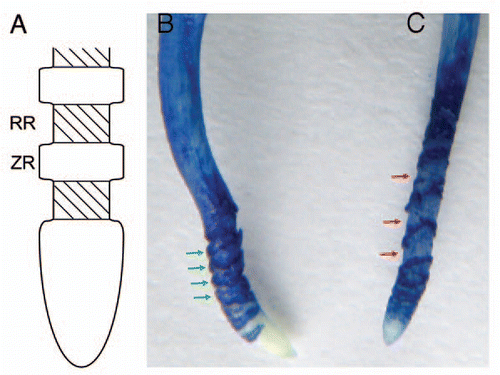 Figure 1 Changes in morphology of the pea root apex during and after recovery from Al treatment. (A) Schematic diagram of the root apex structure induced by Al toxicity. RR: rupture region, ZR: zonary region stained with Evans blue and other reagents.Citation7,Citation12 (B) Pea root treated with 40 µM Al for 24 h. (C) Pea root treated with 40 µM Al for 12 h and then in Al-free solution for 12h. Both (B and C) show the image of Evans blue staining. Green arrows indicate the zones stained markedly with Evans blue corresponding to the ZR in (A). Red arrows indicate the rupture zone corresponding to the RR in (A).