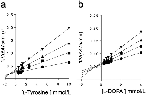 Figure 3. Lineweaver–Burk double reciprocal plots of the monophenolase and diphenolase activities of mushroom tyrosinase in the presence of 5-hydroxymethyl-2-furaldehyde. Absorbance-change rate (v) was measured using different concentrations of L-tyrosine and L-DOPA as respective substrates for monophenolase (a) and diphenolase (b) activities. 5-Hydroxymethyl-2-furaldehyde was used at concentrations of 0 (●), 2.46 (■), 4.92 (▲), and 9.80 mmol/L (▼) for monophenolase activity and was at concentrations of 0 (●), 1.23 (■), 2.46 (▲), and 4.92 mmol/L (▼) for diphenolase activity. Data were obtained from three independent experiments.