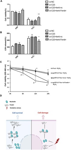 Figure 5. Nucleolin protected H2O2-induced injury by up-regulating lncRNA Fendrr in cardiomyocytes. (A) The effect of Fendrr overexpression on the decrease of cell viability mediated by nucleolin ablation and H2O2 exposure. Cell viability was detected in siRNA- or lentivirus-transfected cardiomyocytes with PBS or H2O2 (0.4 mM, 12 h) treatment. **, P < 0.01, vs. si-C23 + lenti-nc group, n = 4; (B) The effect of Fendrr overexpression on the LDH release induced by nucleolin ablation and H2O2 exposure. The LDH release level in culture medium was tested. *, P < 0.05, vs. si-C23 + lenti-nc group, n = 3; (C) The effect of Fendrr knockdown on the protective effect exerted by nucleolin in cardiomyocytes. *, P < 0.01, vs. Vect + H2O2 group, n = 6. #, P < 0.01, vs. pcDNA3-Nuc + Scramble + H2O2 group, n = 6. si-NC, negative control; si-C23, nucleolin siRNA; lenti-nc, the empty lentivirus vector served as negative control; lenti-Fendrr, the lentivirus vector containing Fendrr overexpression plasmid. Vect, the empty vector served as negative control; pcDNA3-Nuc, overexpression nucleolin group; si-nc, negative control; si-Fendrr, Fendrr siRNA. (D) Diagram summarizing the inferences: Fendrr is down-regulated in cardiomyocytes after H2O2 exposure, nucleolin interacts with Fendrr and up-regulates Fendrr expression, and nucleolin protects myocardial cells against oxidative stress by up-regulating Fendrr expression. Paragraph: use this for the first paragraph in a section, or to continue after an extract.