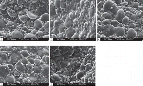 Figure 3 Scanning electron micrograph of bread dough after proofing: (a) control; (b) 500 U lipoxygenase; (c) 2% gluten; (d) 2% gluten + 500 U lipoxygenase; (e) 1000 U lipoxygenase.