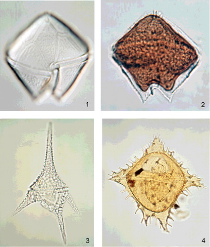 Plate 1. Four of the 35-mm transparency slides included in the ringbound file of course materials that Bill Evitt provided to participants of the two-week Teaching Conferences on Fossil Dinoflagellates (section 10). These slides accompanied the practical exercises and the specimens for study. Figures 1 to 3 are modern thecate forms and figure 4 is a Paleocene dinoflagellate cyst. All of the images are reproduced with the approval of the Evitt family.Figure 1. A theca of Protoperidinium leonis; modern, marine, California. This specimen, which is in ventral view, was captured using a plankton net and was slide 1. Note the hyaline (somewhat glassy) appearance, the prominent hexagonal 1' plate which is positioned midventrally, the laevorotatory (descending) cingulum, and the slightly sloping and highly indented sulcus which is largely on the hypotheca. The overall length is 90 μm, and the specimen is 85 μm in maximum width.Figure 2. A resting cyst within a theca of Protoperidinium leonis; modern, marine, California. This theca and cyst combination, which is in dorsal view, was captured using a plankton net and was slide 2. Note the contrast in appearance between the hyaline theca and the brown, somewhat granular resting cyst. The outer wall of the resting cyst is in close proximity to the inner surface of the theca; despite this, the rounded antapical horns of the cyst contrast markedly with the very sharply pointed horns of the theca. The uninterrupted dorsal part of the reflected cingulum is readily discernible on the resting cyst. The overall length of this specimen is 85 μm, and it is 80 μm in maximum width.Figure 3. A theca of Ceratium hirundinella; modern, freshwater, California. The specimen, which is in ventral view and high focus, was captured using a plankton net and was slide 3. Note the hyaline appearance, the reticulate wall texture, the well-developed cingulum and the four horns. The largest horn is apical in position and the others are all hypothecal (i.e. one antapical and two postcingular). The smaller of the postcingular horns is the left one (Evitt & Wall Citation1975, fig. 1). This is a corniform dinoflagellate organisation principally due to the prominent horns. The corniform grouping of Evitt (Citation1985) exhibits an extremely distinctive tabulation style with an extensive concave ventral area formed of the 6'', 6c and 6''' plates which are relatively thin (Evitt & Wall Citation1975). The overall length of this specimen is 145 μm, and it is 80 μm in maximum width (including horns).Figure 4. Dracodinium samlandicum; ventral view, median focus; Eocene, unnamed borehole, Maryland. This specimen was illustrated as Wetzeliella sp. in the course manual as slide 20. Note the proximochorate and circumcavate/cornucavate cyst organisation. The wall of the microgranulate ovoidal endocyst is markedly thicker than that of the spinose subpentagonal pericyst. It has a characteristic anterior intercalary (type A) latiepeliform archaeopyle formed by the loss of the distinctly four-sided (quadra) plate 2a in both cyst walls. The endoperculum and perioperculum are both displaced and are present. The endoperculum is within the hypocyst, and appears to have fallen back into the endocyst. By contrast, the perioperculum lies largely in the epicyst; it is offset to the left-hand side of the cyst; it may have become lodged between the periphragm and endophragm. The archaeopyle is the principal indicator of tabulation; however, the cingulum is also vaguely discernible in this specimen. This species is typical of the Palaeogene peridiniacean subfamily Wetzelielloideae, which was recently comprehensively reviewed by Williams et al. (Citation2015). The overall length of this specimen is 125 μm, and its maximum width is 127 µm.