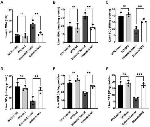 Figure 2. NAC inhibits maternal oxidative stress in pregnant GDM mice.