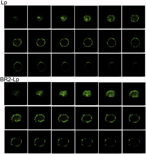 Figure 4. Confocal microscope images with an 8 μm interval between consecutive slides of HepG2 tumor spheroids after incubation with plain liposome and BR2-modified liposome with 0.5 μg/ml cou 6 concentration encapsulated for 20 h. The scale bar represents 100 μm.