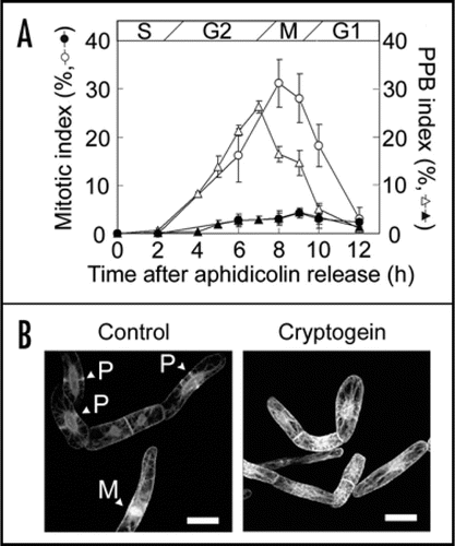 Figure 2 Cryptogein inhibited preprophase band (PPB) formation. (A) Effect of cryptogein on the PPB and mitotic indexes in tobacco BY-2 cells expressing GFP-tubulin fusion proteins.Citation23 PPB and mitotic indices of non-treated cells (open triangles and open circles, respectively), and cells treated with cryptogein 0.5 h (S phase) after the removal of aphidicolin (solid symbols). Mitotic index was determined by the observation of nuclei/chromosomes stainined with DAPI. The data represent the average of three independent experiments. Error bars indicate the standard error of means (n = 3). (B) Images of BY-2 cells expressing GFP-tubulin fusion proteins. Non-treated cells (Control) and the cells treated with cryptogein were observed 7 h after aphidicolin release. P and M indicates PPB and mitotic apparatus, respectively. Scale bars: 25 µm.