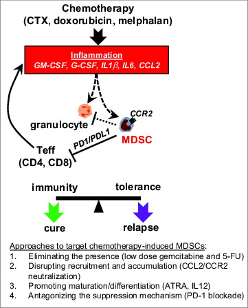 Figure 1. Chemotherapy-induced MDSCs represent a critical obstacle to successful chemo-immunotherapy. Some standard-of-care chemotherapeutic agents, exemplified by cyclophosphamide (CTX), doxorubicin and melphalan, can induce the expansion of myeloid-derived suppressor cells (MDSCs), possibly through the action of inflammatory mediators including GM-CSF, G-CSF, IL1β, IL6 and CCL2. These therapy-induced MDSCs are highly proliferative and express high levels of CCR2. Effector T cells (particularly Th1-type CD4+ effector cells) can amplify chemotherapy-induced MDSCs, likely by intensifying the inflammatory milieu. These chemotherapy-induced MDSCs suppress T-cell activation in a PD-1-dependent manner. Chemotherapy also leads to expansion of granulocytes, which contribute to tumor rejection. Chemotherapy-induced MDSCs may suppress the antitumor activity of granulocytes. Targeting therapy-induced MDSCs can thus prevent immune tolerance and tip the balance toward durable antitumor immunity. Approaches that can potentially target chemotherapy-induced MDSCs are listed. Dotted lines indicate hypotheses yet to be tested.