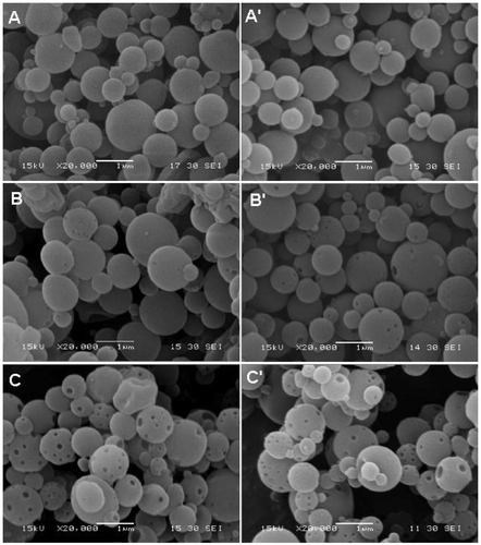 Figure 3. Effect of inlet temperature on the morphologies of nanospheres. (A, A′) EC nanospheres and (B, B′) EC–Fe3O4 nanospheres. The concentration of Fe3O4 nanoparticles in the EC precursor was 0.65 mg/mL. (C, C′) EC–Fe3O4 nanospheres, where the concentration of Fe3O4 nanoparticles in the EC precursor was 1.95 mg/mL. Inlet temperature of A, B and C was 40°C and that of A′, B′ and C′ 80°C.