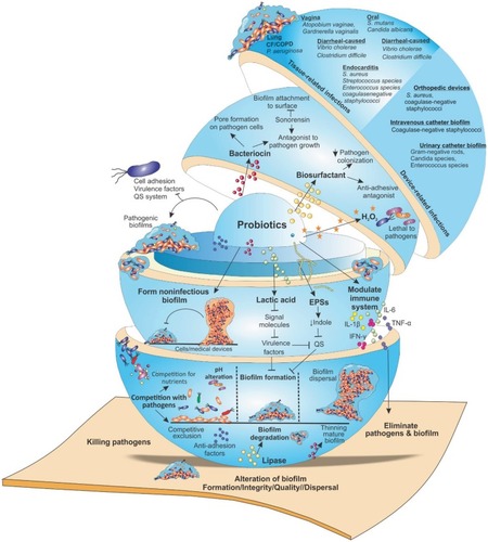 Figure 2 Targeting microbial biofilms by probiotics. Probiotics employ different mechanisms by which interfere with the activity of pathogenic bacteria. They produce antagonistic substances such as, surfactants, bacteriocins, EPS, organic acids, lactic acid, fatty acids, enzymes (lipase, amylase) and hydrogen peroxide that can hinder the activity of pathogenic bacteria and their adhesion to surfaces. Moreover, they prevent QS, biofilm formation and the survival of pathogens as well as interfere with biofilm integrity/quality, finally, lead to biofilm eradication. Furthermore, probiotics generate unfavorable environmental conditions for pathogens (e.g., pH alteration as well as competition for surface and nutrients). Their competitive adhesion to human tissues or medical devices (catheters, prostheses, or other medical devices), prevent the colonization of harmful bacteria. Additionally, by modulating host immune responses and formation of non-pathogenic biofilms, they target pathogenic biofilms that prevent the biofilms formation by certain pathogenic bacteria.Abbreviations: CF, cystic fibrosis; COPD, chronic obstructive pulmonary disease; EPS, extracellular polymeric substance; QS, quorum sensing; UTI, urinary tract infection.
