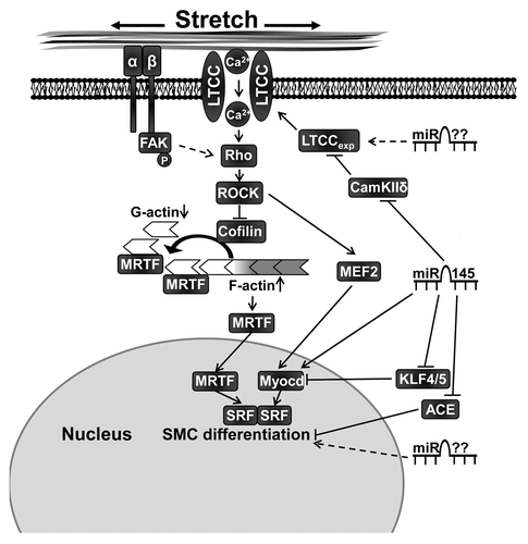 Figure 3. Contractile differentiation of vascular smooth muscle cells is promoted by mechanical stretch and miR-145. Regulation of L-type calcium expression (LTCCexp) via miR-145 and possibly other miRNAs plays an important role for stretch-induced differentiation. Stretch activates the Rho/Rho-kinase (ROCK), which promotes actin polymerization partly via inhibition of cofilin. Myocardin related transcription factor (MRTF) is then released from monomeric actin (G-actin) and translocates to the nucleus where it, as a co-factor to serum response factor (SRF), promotes smooth muscle differentiation. MicroRNA-145 also regulates contractile differentiation via additional targets such as angiotensin converting enzyme (ACE), Kruppel-like transcription factors (KLF) 4 and 5 and a direct positive regulation of myocardin (Myocd). Furthermore, it is likely that several so far unknown miRNAs are involved in smooth muscle cell (SMC) contractile differentiation. FAK, focal adhesion kinase; MEF2, myocyte enhancer factor-2.