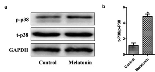 Figure 7. Effect of melatonin on the p38 MAPK signaling pathway in LC cells. Control: the blank control group; Melatonin: the melatonin group. (a): Western blot results. (b): bar graphs with errors bars. *Compared with the control group, there existed a statistical significance, P < 0.05.