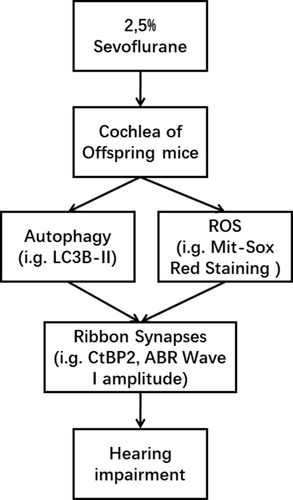 Figure 7 Potential mechanism underlying sevoflurane induced hearing impairment. The decreased autophagy and increased reactive oxygen species (ROS) stress caused by sevoflurane resulted in ribbon synapses impairment in the cochlea of the fetus and hearing impairment in offspring.