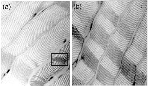 Figure 4. Myofibril micrographs of CaCl2‐treated and untreated horse meat (320 × ). (a) Horse meat treated with 150 mM CaCl2. (b) Untreated horse meat.