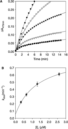 Figure 6.  Time-dependent inhibition of tyrosinase in the presence of norartocarpetin (5). (A) Conditions were as follows: 180 μM l–tyrosine, 144 units tyrosinase, and concentrations of norartocarpetin for curves from top to bottom were 0, 9.76, 19.53, 39.06, and 78.12 nM. The kobs values at each inhibition concentration were determined by fitting the data to Equation (2). (B) Dependence of the values for kobs on the concentration of norartocarpetin. The kobs values, determined in panel A, were fitted to Equation (3).