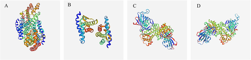 Figure 3 Three-dimensional structure of wild-type proteins and the novel mutant proteins of PK in this study. (A) Original 3D structure of FDPS; (B) 3D structure of the protein products of FDPS c.438T>G; (C) Original 3D structure of MVD; (D) 3D structure of the protein products of MVD c.683G>C.