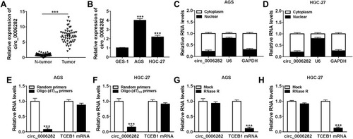 Figure 1 Circ_0006282 was upregulated in GC tissues and cells. (A and B) QRT-PCR assay was used for the expression level of circ_0006282 in GC tissues, cells and corresponding normal tissues and cells. (C and D) The expression level of circ_0006282 in the nuclear and cytosolic fractions of AGS and HGC-27 cells was determined. (E and F) Following the RNA in AGS and HGC-27 cells was reversely transcribed into cDNA with random primers or Oligo (dt)18 primers, the levels of circ_0006282 and TCEB1 mRNA were measured. (G and H) The levels of circ_0006282 and TCEB1 mRNA in AGS and HGC-27 cells treated with or without RNase R were measured. ***P<0.001 vs N-tumor, ***P<0.001 vs GES-1, ***P<0.001 vs Random primers, ***P<0.001 vs Mock.