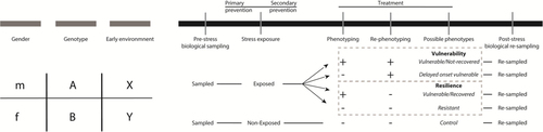 Fig. 2 Theoretical longitudinal experimental design using an animal model of PTSD. On the left part, three predisposing factors (gender, genotype, and early environment) are depicted on a gray discontinued line which could be examined or controlled for in an animal experiment. In the right black continuous bar, the experimental design includes sampling, stress-exposure, behavioral testing and re-sampling. The time windows for primary/secondary prevention and treatment are also depicted. Pre-stress sampling is important for the discovery of a priori differences that could have predictive value on post-stress phenotypes. Yet, the possible tissue-types for sampling are limited. Stress-exposure depending on the animal model may include a single, repeated or multiple stressors. Behavioral testing should be repeated (phenotyping, re-phenotyping) to evaluate persistence of phenotypes or to detect phenotypes with delayed onset. According to phenotyping/re-phenotyping outcome (–, +) exposed animals can be classified in “Vulnerable/Not-recovered,” “Delayed onset vulnerable,” “Vulnerable/Recovered,” and “Resistant.” Often in literature the terms “Vulnerable/Not-Recovered” and “Delayed onset vulnerable” are merged into the term “Vulnerability” and “Vulnerable/Recovered” and “Resistant” are merged into “Resilience.” Phenotyping/re-phenotyping can differentiate between the overlapping groups. Post-stress re-sampling can be performed after behavioral testing with the advantage of more extensive tissue collection and the disadvantage of the numerous factors (e.g., behavioral testing) that can influence the biological material apart from stress-exposure and group differences.