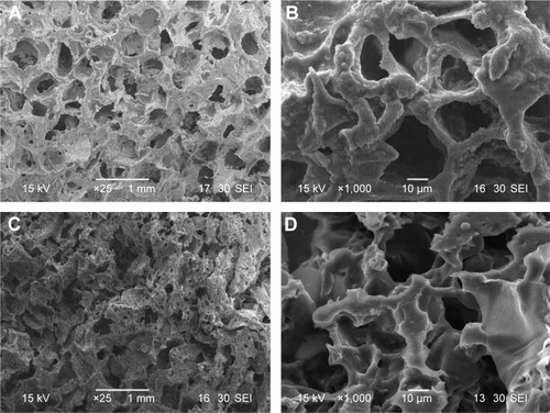 Figure 2 SEM images of MWC scaffolds (A and B) and WP scaffolds (C and D) with different magnifications.Abbreviations: MWC, nano magnesium phosphate/wheat protein composite; SEM, scanning electron microscopy; WP, wheat protein.