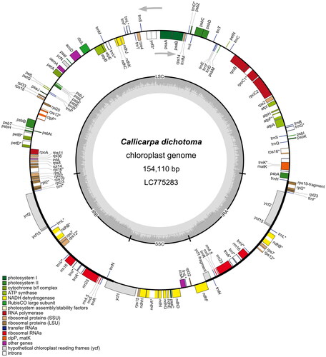 Figure 2. Circular map of Callicarpa dichotoma (Lour.) K.Koch chloroplast genome. In the chloroplast genome, the small single-copy (SSC) and large single-copy (LSC) regions are separated by inverted repeats (IRs: IRA and IRB). Genes inside the map are transcribed clockwise, and genes outside are transcribed counterclockwise. Genes with related functions are shown in the same color. Asterisks denote genes containing introns.