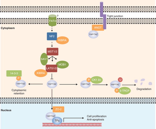 Figure 1. Hippo-YAP signaling in mammals. Upon attenuation of the Hippo-YAP signaling, Yes-associated protein (YAP) and the transcriptional coactivator with PDZ-binding motif (TAZ) translocate into the nucleus with the aid of zona occludens-2 (ZO-2). YAP/TAZ partners with DNA-binding transcription factors (TFs) to initiate transcription of genes that are involved in cell proliferation or anti-apoptosis. YAP/TAZ also forms complex with angiomotin (AMOT), and the interaction recruits YAP/TAZ to the tight junction. Neurofibromatosis 2 (NF2) and kidney and brain expressed protein (KIBRA) are considered to be upstream components of the pathway. When Hippo signaling is activated, they transduce signals from a receptor, presumably FAT tumor suppressor homolog 4 (FAT4), to the core kinases. Mammalian Ste20-like kinase 1/2 (MST1/2) autophosphorylate and also phosphorylate Salvador homolog 1 (SAV1), large tumor suppressor homolog 1/2 (LATS1/2) and Mps Once Binder (MOB1). Activated LATS1/2 then phosphorylate YAP/TAZ, leading to the 14-3-3 protein binding and cytoplasmic retention. Further phosphorylation of YAP/TAZ by LATS1/2 induces casein kinase 1 (CK1 δ/ε) binding, resulting in a subsequent polyubiquitination and degradation by beta-transducin repeat-containing protein (β-TRCP) E3 ubiquitin ligase. Arrowed and blunted ends of lines indicate activation and inhibition, respectively. Dashed lines indicate unknown mechanisms.