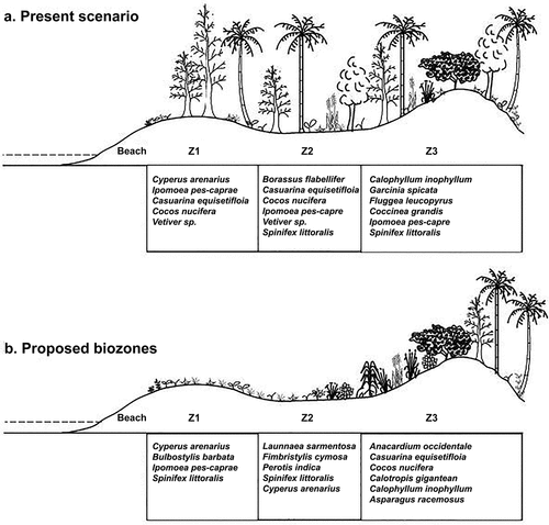 Figure 6. A schematic diagram representing coastal sand dune flora: (a) Present scenario depicting a mixed species disposition of vegetation (b) Species proposed as structured biozone so as to enhance conservation efforts.